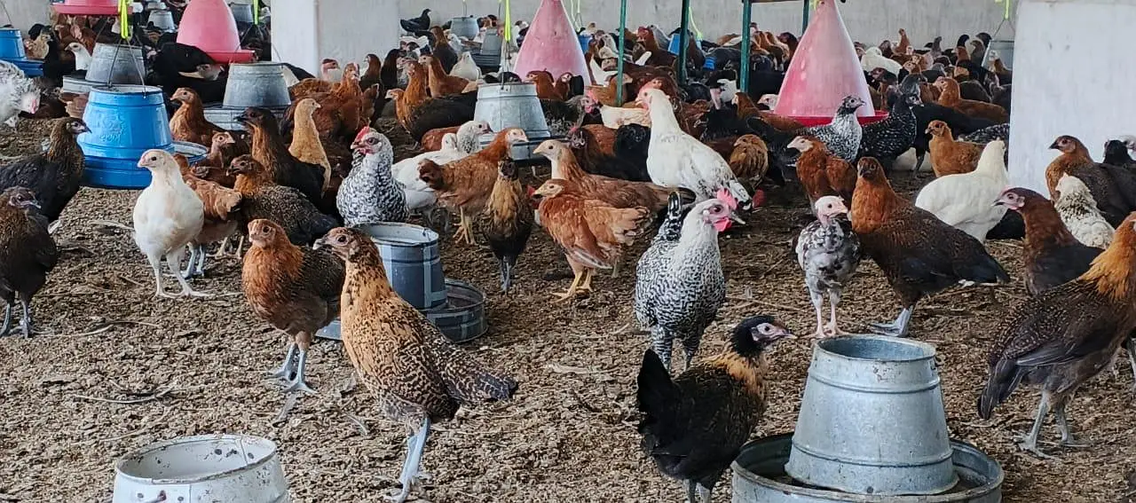 Hens | Eggs | Rosters | Golden | Misri | Australorp | Foyoumi — photo 10