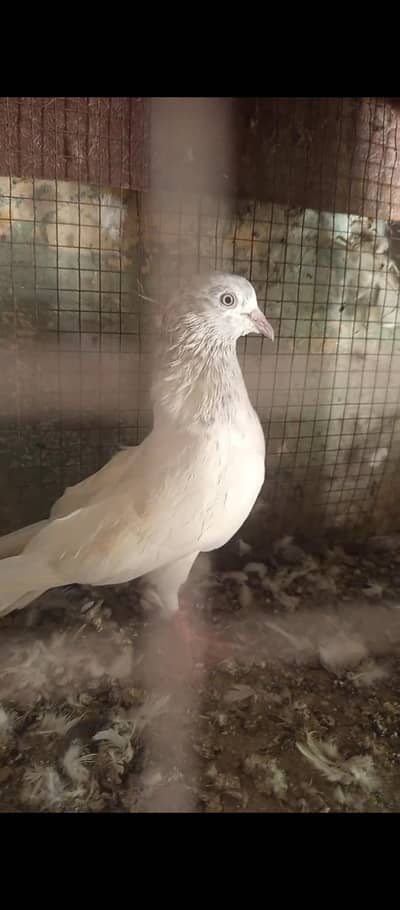 Salti female and surkha male for sale Breader pair