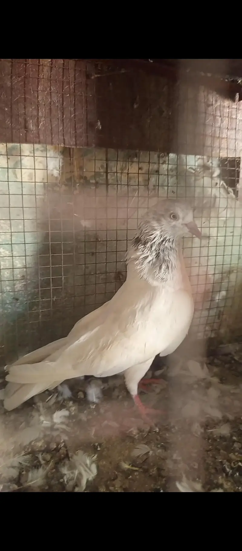 Salti female and surkha male for sale Breader pair — photo 2