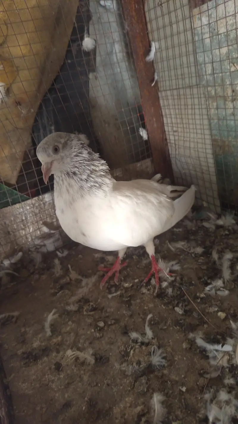 Salti female and surkha male for sale Breader pair — photo 4