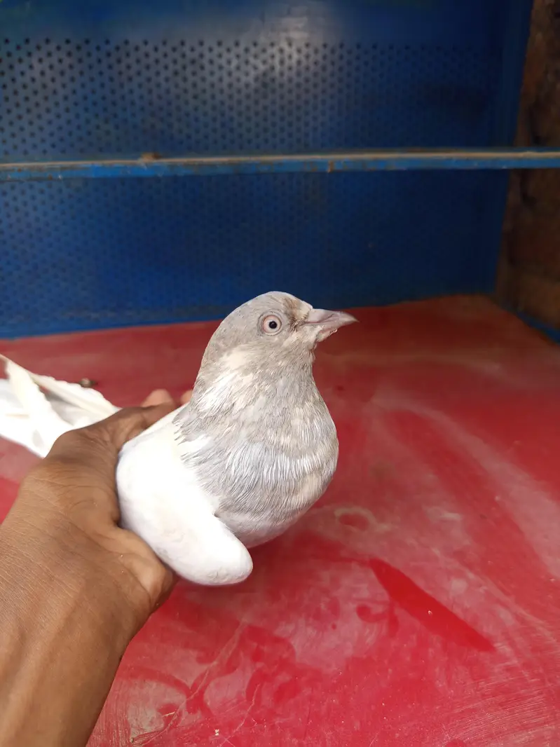 Salti female and surkha male for sale Breader pair — photo 5