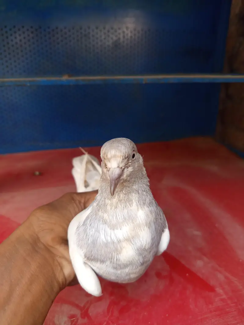 Salti female and surkha male for sale Breader pair — photo 6