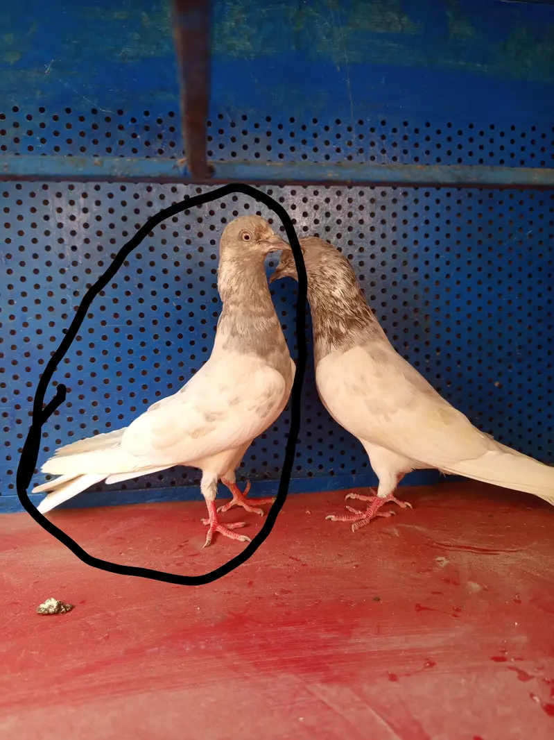 Salti female and surkha male for sale Breader pair — photo 7