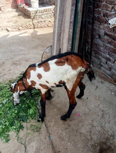 qurbani ke liye desi Bakra
