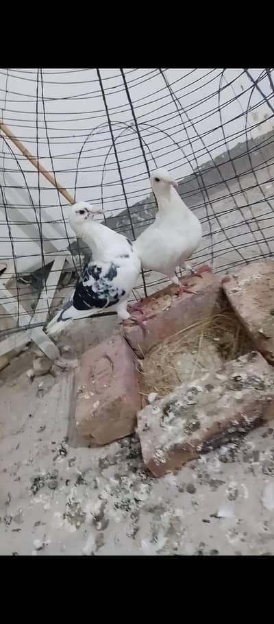 qasid breeder pair Laal khal breeder male available in MULTAN
