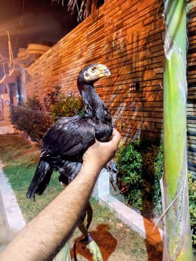 indian parrot beak