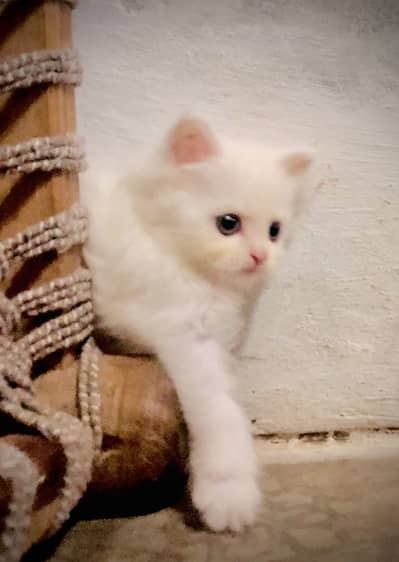 persian kitten punch face triple coated