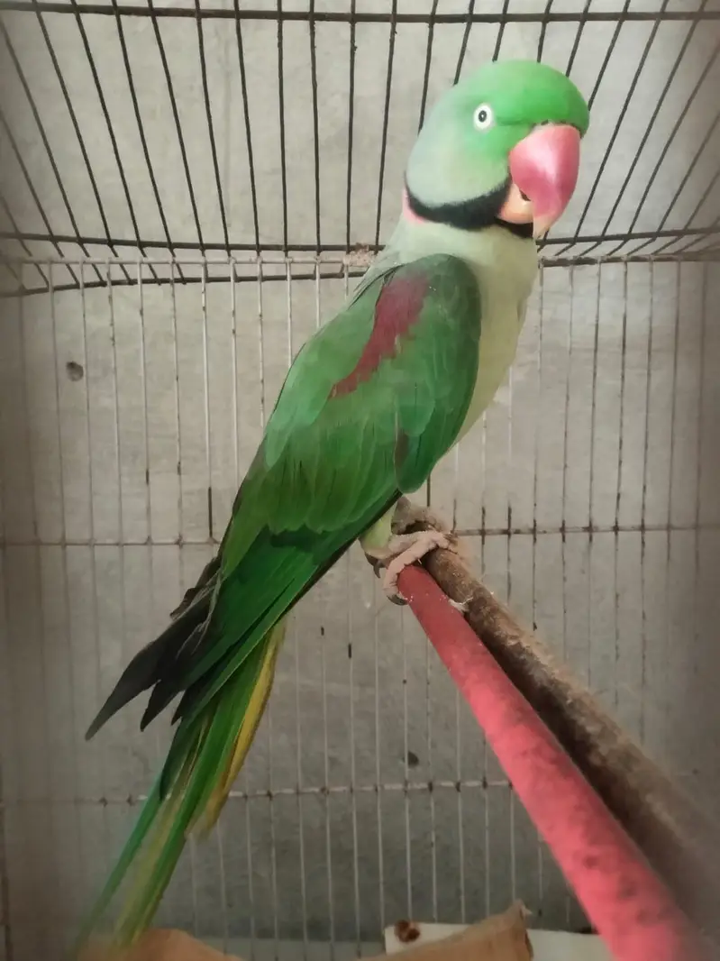 Alexandrine /raw parrot /03453045729 WhatsApp only — photo 3