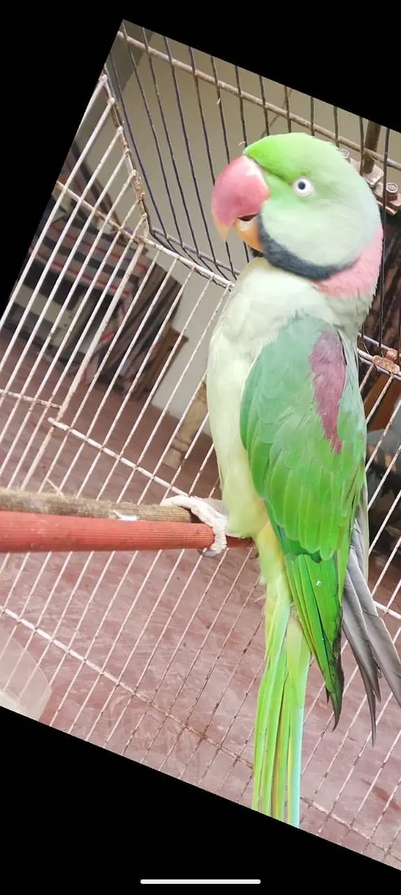 Alexandrine /raw parrot /03453045729 WhatsApp only — photo 4