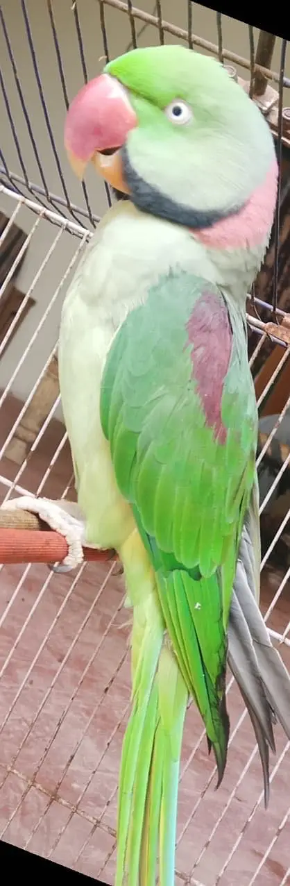 Alexandrine /raw parrot /03453045729 WhatsApp only — photo 5