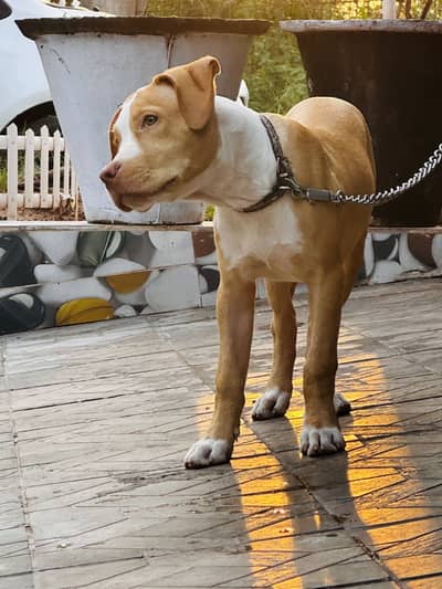 Pitbull Puppy