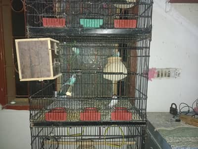BUDGIE AND JAVA PAIR FOR SALE ALSO (EXCHANGE AVAILABLE)