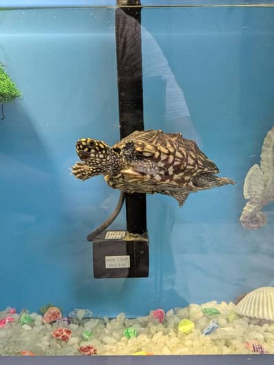 Black Spotted Indian Pond Turtle