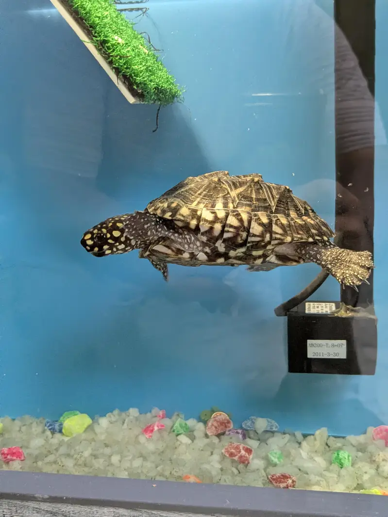 Black Spotted Indian Pond Turtle — photo 2
