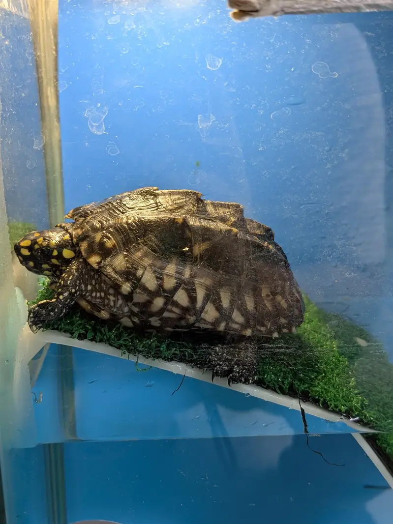 Black Spotted Indian Pond Turtle — photo 3