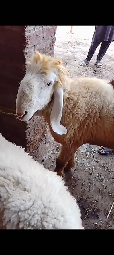sheep