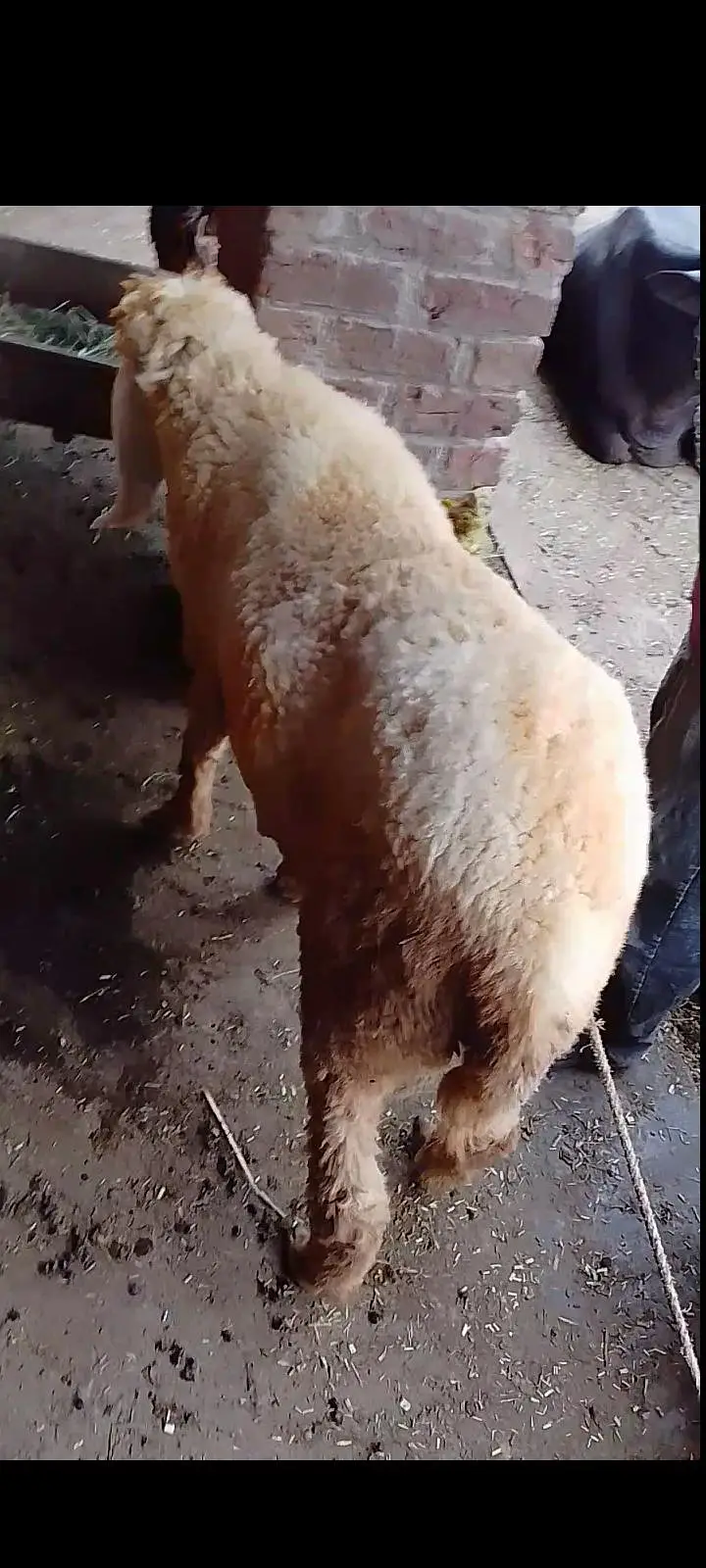 sheep — photo 2