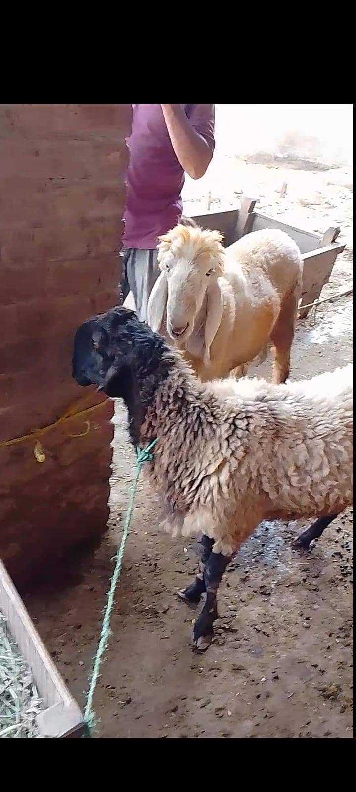 sheep 2