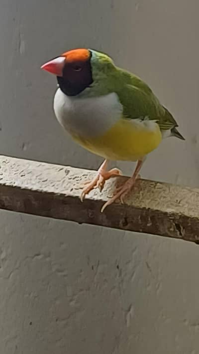 gouldian finch female