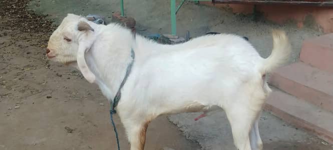 2nda Bakra