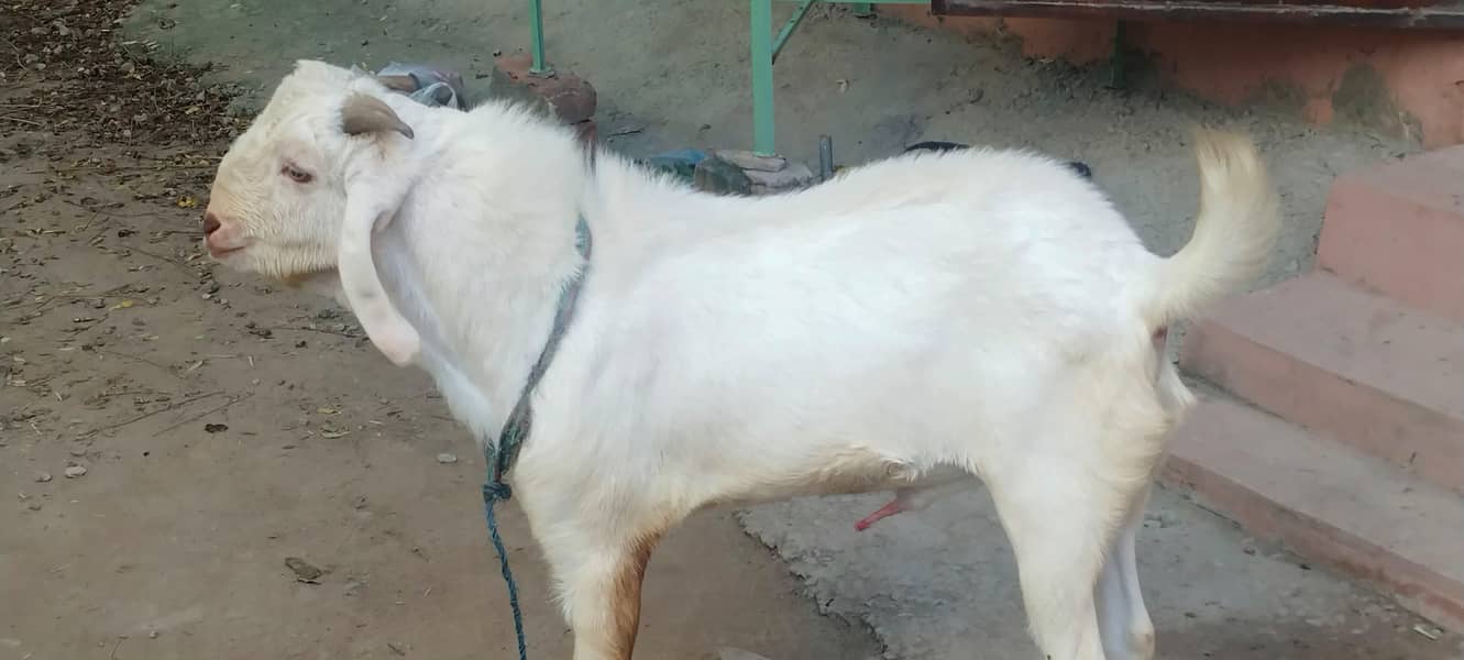 2nda Bakra 0