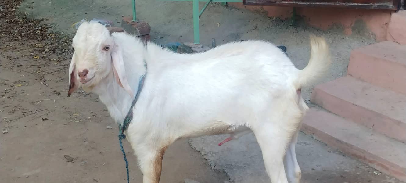 2nda Bakra 1