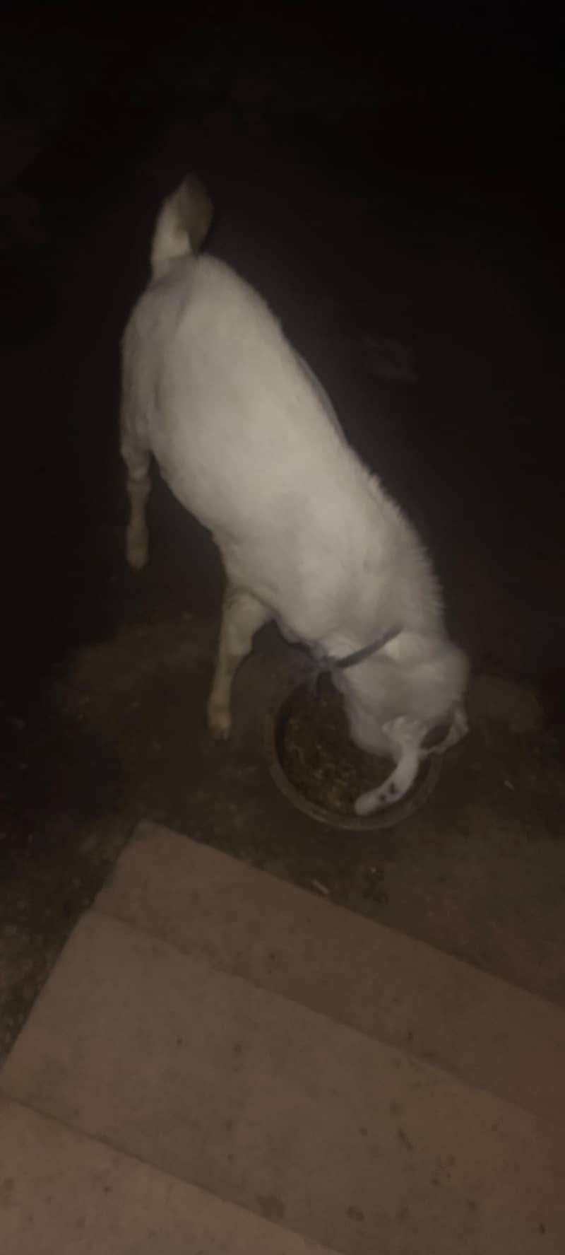 2nda Bakra 2