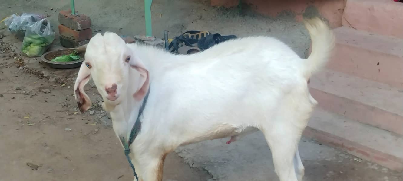 2nda Bakra 3
