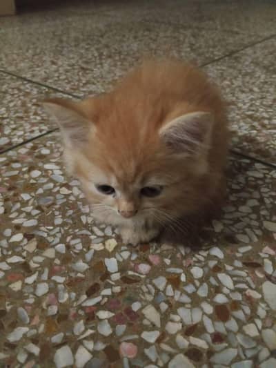 kitten for sale