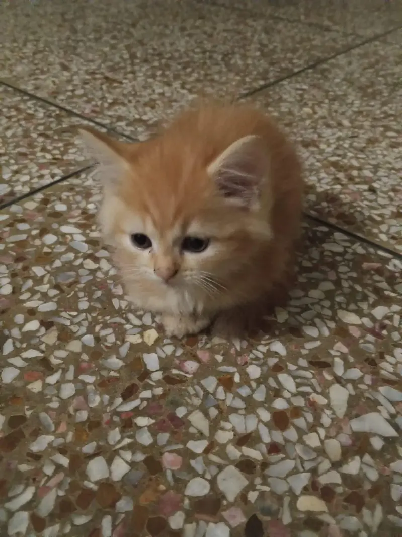 kitten for sale — photo 2