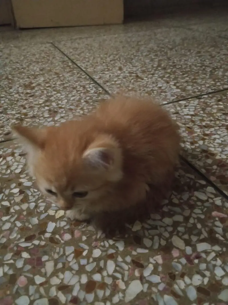 kitten for sale — photo 3