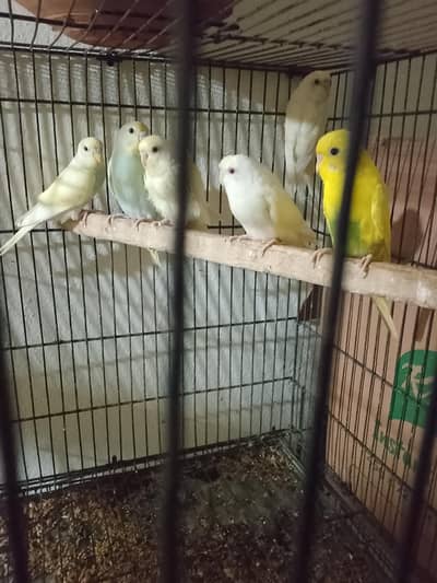 Australian parrot ak love bird