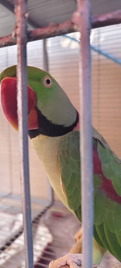 Raw parrot breeder pair - male talking and hand tamed