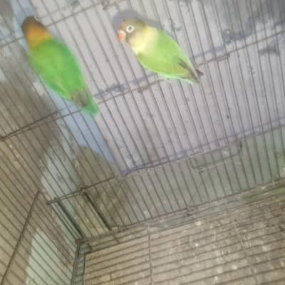 cage sale and good health and breeder Pair