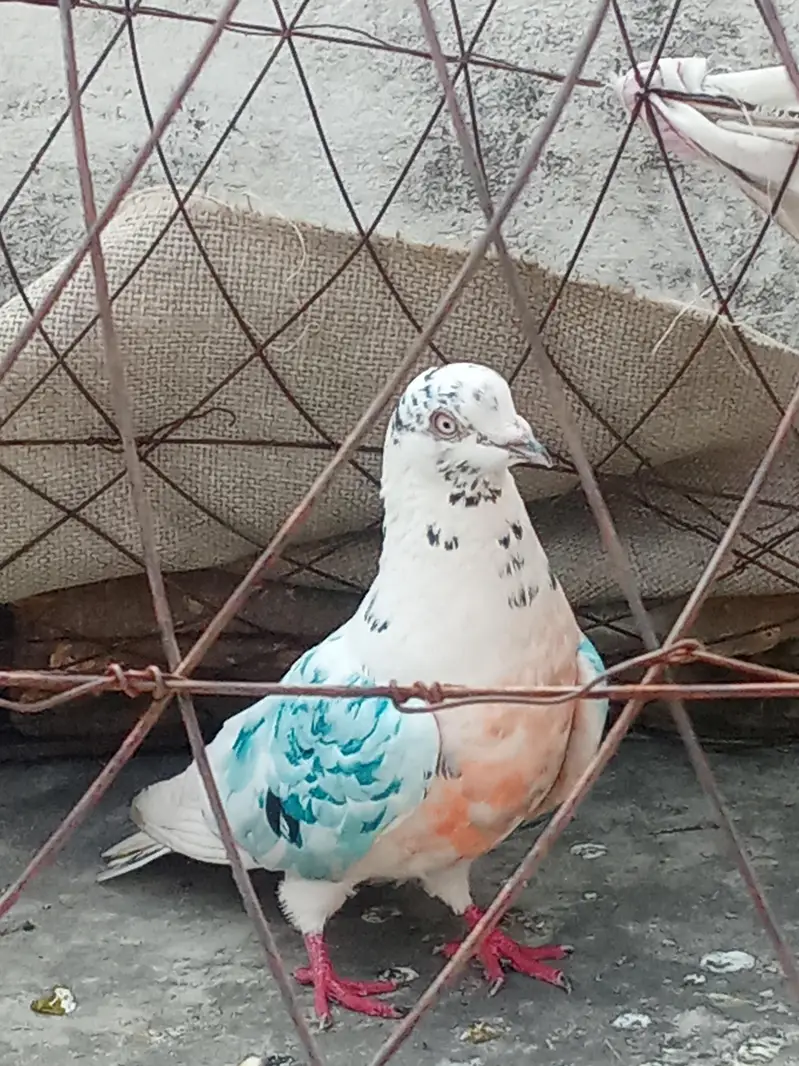kabutar for sale — photo 2