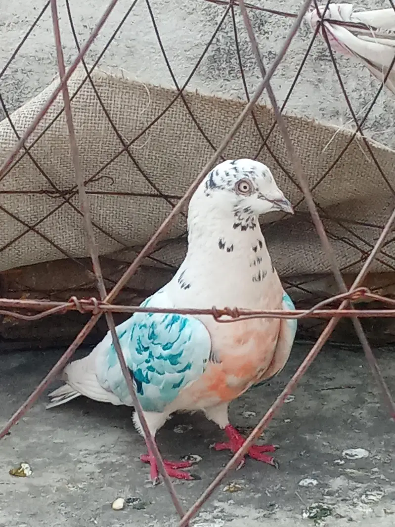 kabutar for sale — photo 3