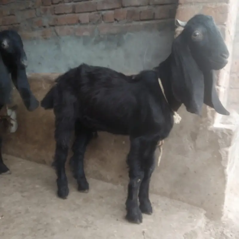 Dasi Bakry healthy and active age about to 4 month — photo 2