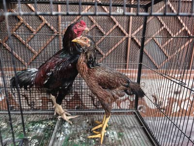 Aseel quality pair for sale