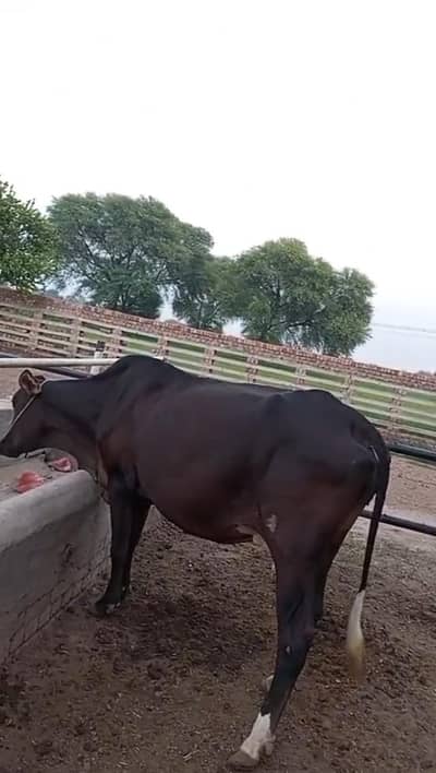 Healthy Black Sahiwal Cow For Sale in Multan