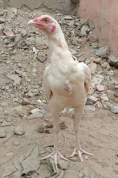 Mashallah Heera Aseel For Sell Contact only WhatsApp