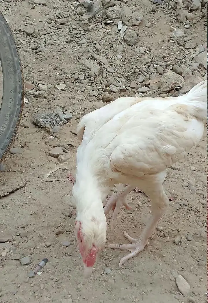 Mashallah Heera Aseel For Sell Contact only WhatsApp — photo 2
