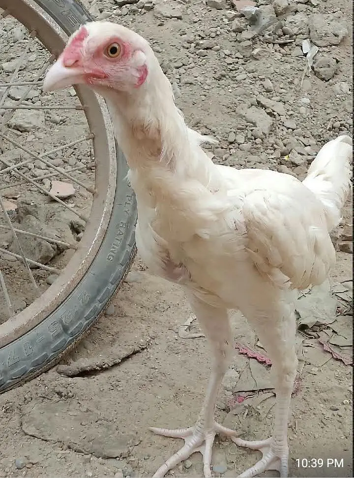 Mashallah Heera Aseel For Sell Contact only WhatsApp — photo 3