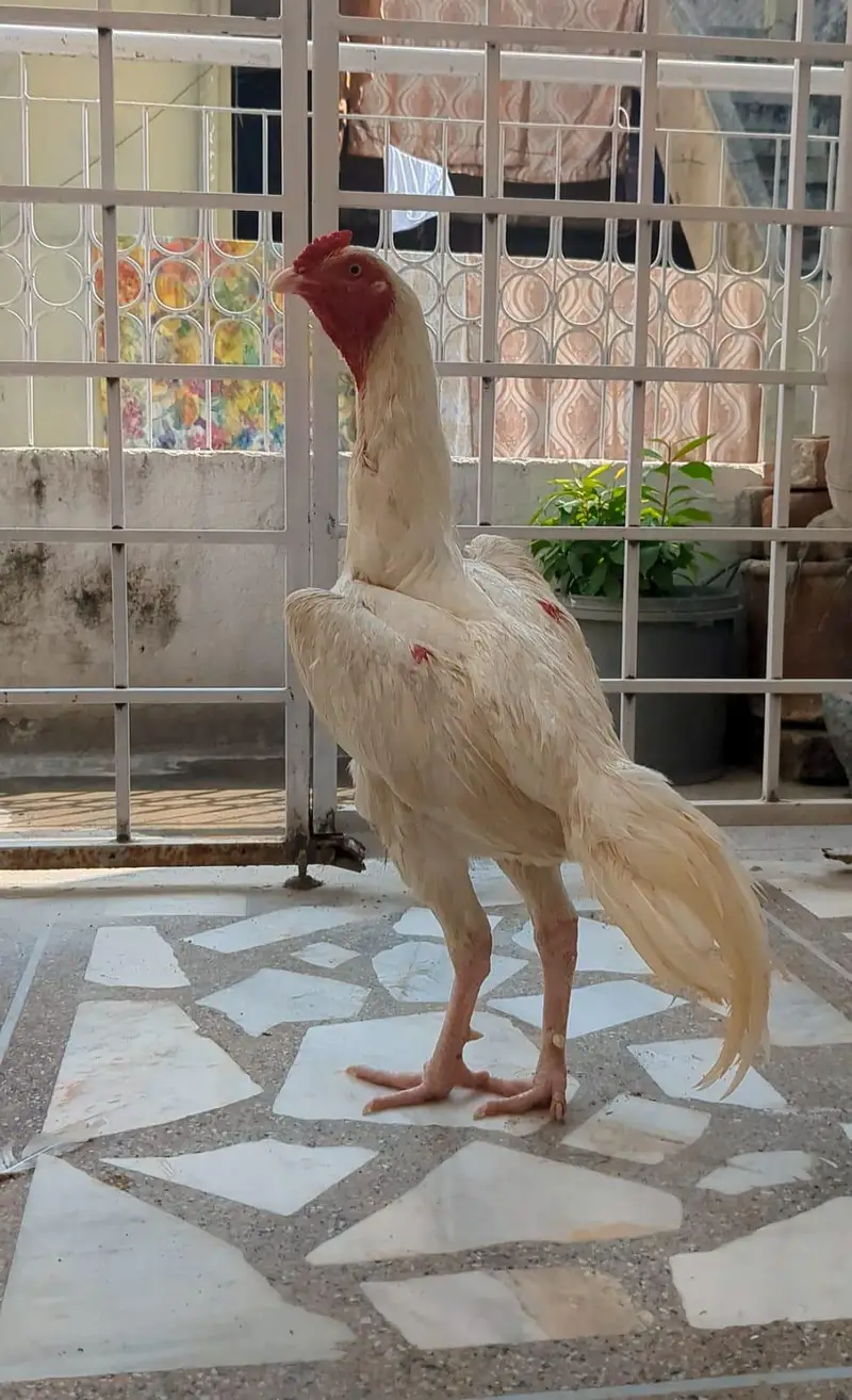Heera aseel — photo 2