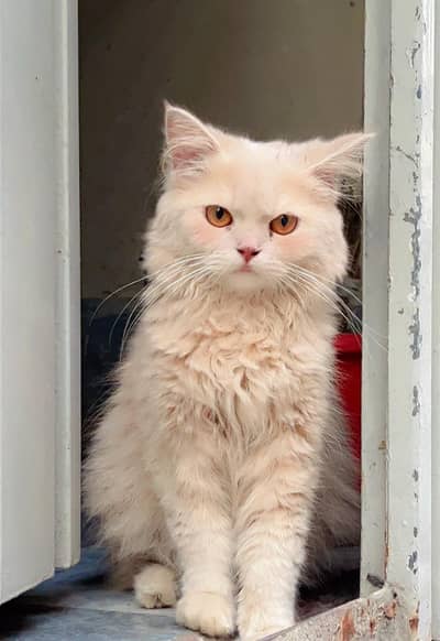 Persian Male Cat