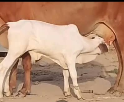 Milky Cow for sale 03329263673 whatsaap