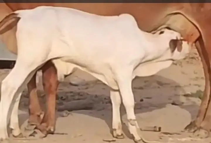 Milky Cow for sale 03329263673 whatsaap — photo 2
