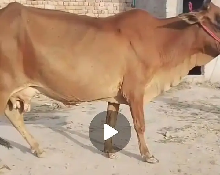 Milky Cow for sale 03329263673 whatsaap — photo 3