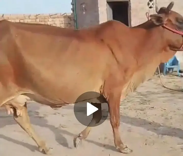 Milky Cow for sale 03329263673 whatsaap — photo 4