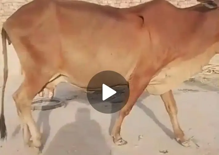 Milky Cow for sale 03329263673 whatsaap — photo 5