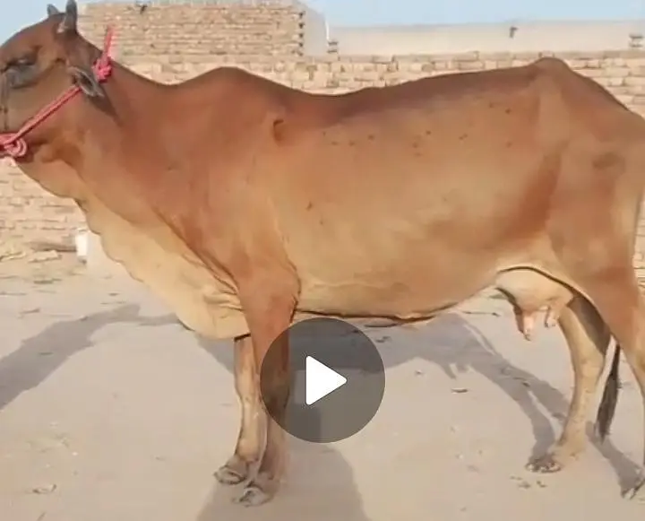 Milky Cow for sale 03329263673 whatsaap — photo 7